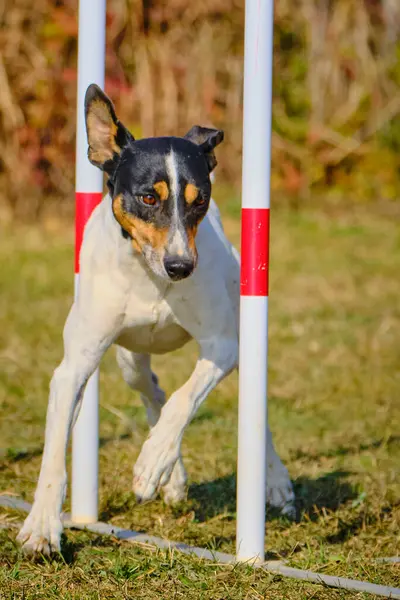 Çeviklik içinde koşan av köpeği.