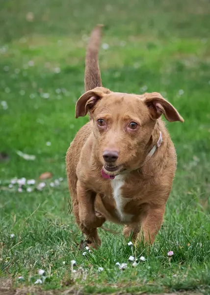 Parkta koşan bir köpek..