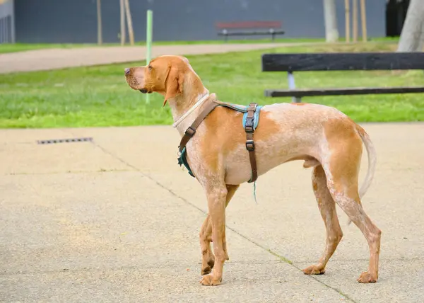 Kahverengi bir köpek tasması üzerinde yerde oturuyor.