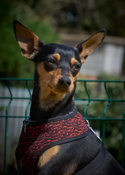 Kerpeten köpeği portresi.