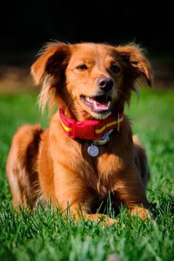 İspanya 'da köpek eğitimi. Çeviklik sporu