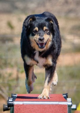 İspanya 'da köpek eğitimi. Çeviklik sporu