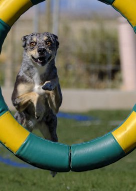 İspanya 'da köpek eğitimi. Çeviklik sporu