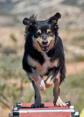 İspanya 'da köpek eğitimi. Çeviklik sporu