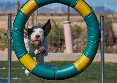 İspanya 'da köpek eğitimi. Çeviklik sporu