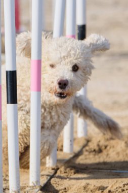 Kürklü bir köpek. İspanyol su köpeği