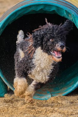 Kürklü bir köpek. İspanyol su köpeği