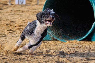 Kürklü bir köpek. İspanyol su köpeği
