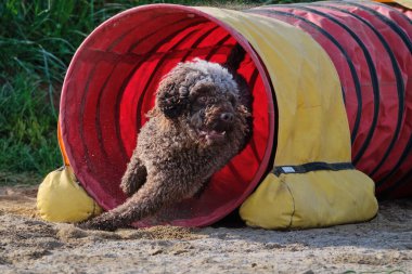 Kürklü bir köpek. İspanyol su köpeği