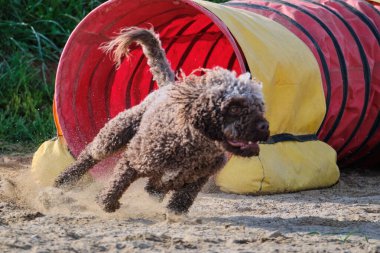 Kürklü bir köpek. İspanyol su köpeği