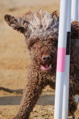 Kürklü bir köpek. İspanyol su köpeği