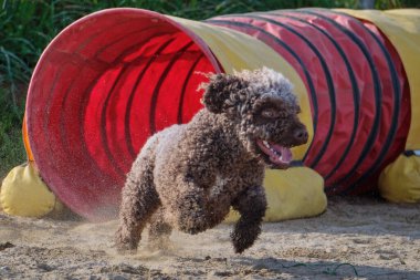 Kürklü bir köpek. İspanyol su köpeği