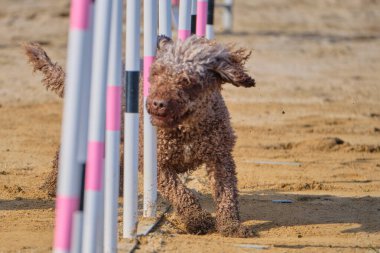 Kürklü bir köpek. İspanyol su köpeği