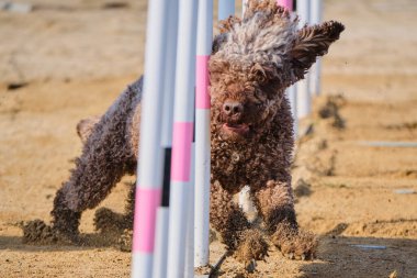 Kürklü bir köpek. İspanyol su köpeği