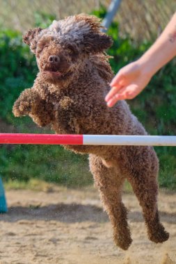Kürklü bir köpek. İspanyol su köpeği