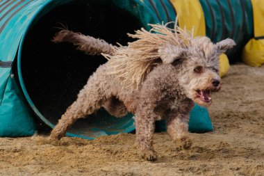 Kürklü bir köpek. İspanyol su köpeği