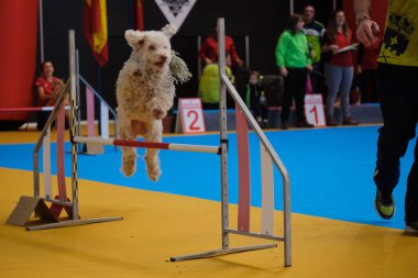 Kürklü bir köpek. İspanyol su köpeği