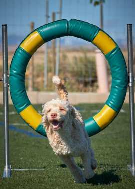Kürklü bir köpek. İspanyol su köpeği