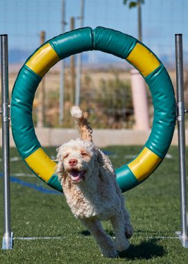 Kürklü bir köpek. İspanyol su köpeği