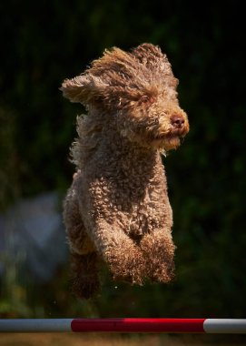 Kürklü bir köpek. İspanyol su köpeği