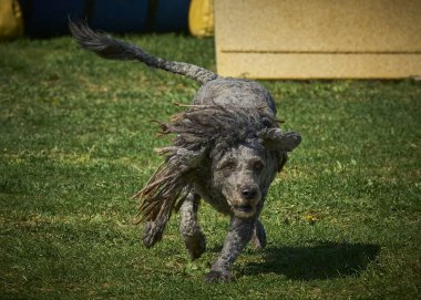 Beyaz toplu bir köpek. İspanyol Su Köpeği