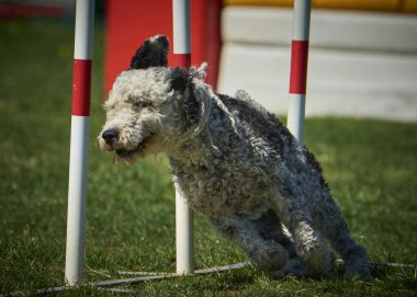 Beyaz toplu bir köpek. İspanyol Su Köpeği