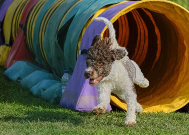 Beyaz toplu bir köpek. İspanyol Su Köpeği