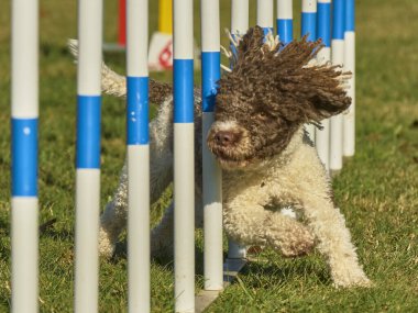 Beyaz toplu bir köpek. İspanyol Su Köpeği