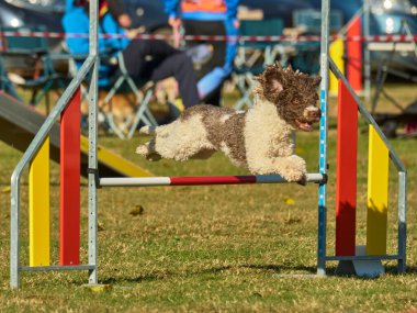Beyaz toplu bir köpek. İspanyol Su Köpeği