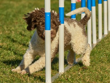 Beyaz toplu bir köpek. İspanyol Su Köpeği