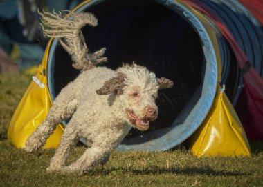 Beyaz toplu bir köpek. İspanyol Su Köpeği