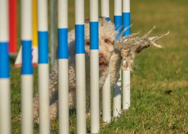 Beyaz toplu bir köpek. İspanyol Su Köpeği