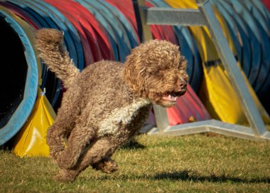 Beyaz toplu bir köpek. İspanyol Su Köpeği