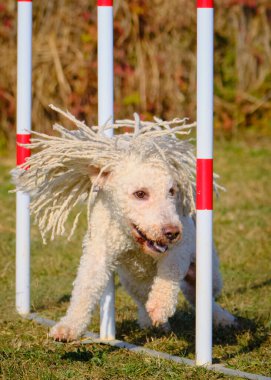 Beyaz toplu bir köpek. İspanyol Su Köpeği