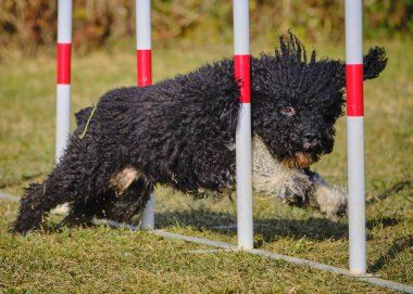 Beyaz toplu bir köpek. İspanyol Su Köpeği