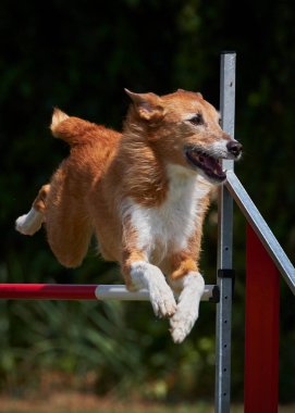Çeviklik kursunda köpek