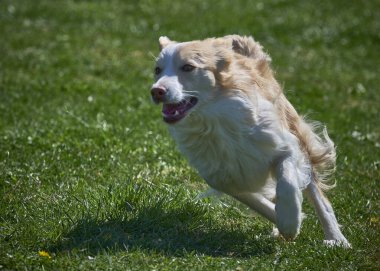 çalışan sınır collie köpek