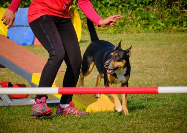 Çeviklikle köpek eğitimi