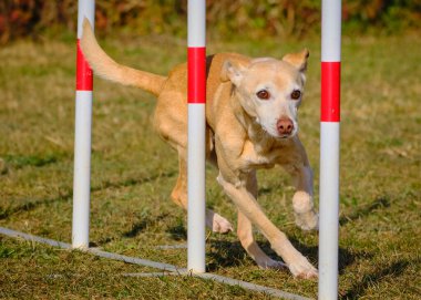 köpek çevikliğinde çeviklik