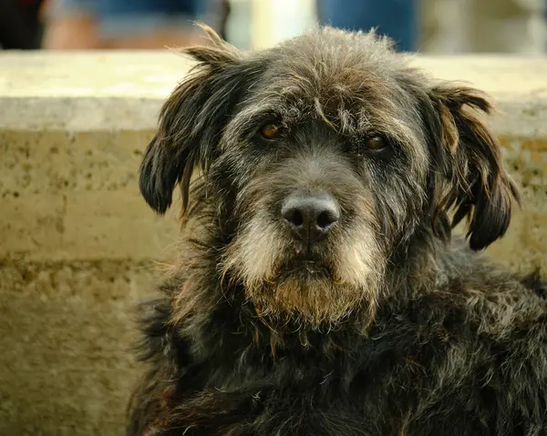 Köpek siyah ve beyaz, büyük siyah gözlü köpek yetiştirir.
