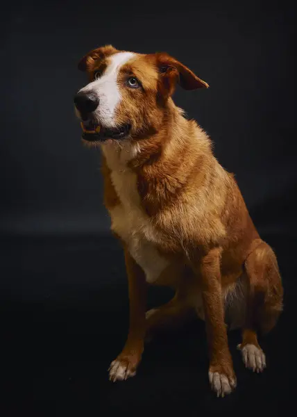 Avustralya çoban köpeğinin koyu arkaplanda bir portresi..