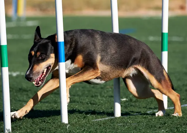 İspanya 'da köpek eğitimi. Çeviklik sporu
