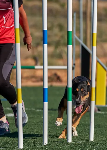 İspanya 'da köpek eğitimi. Çeviklik sporu