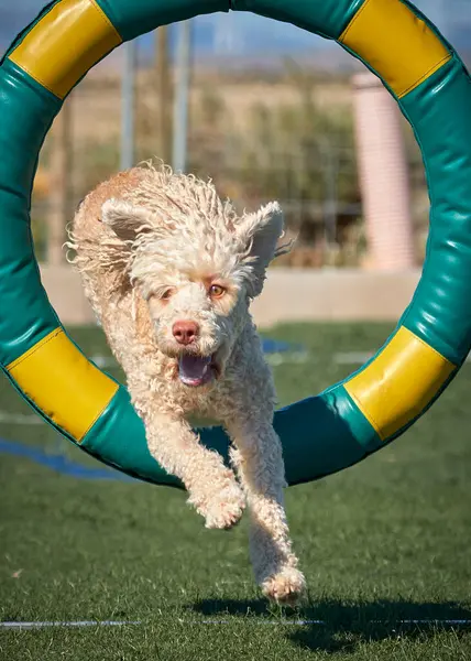 Kürklü bir köpek. İspanyol su köpeği