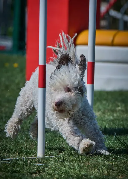 Beyaz toplu bir köpek. İspanyol Su Köpeği