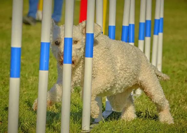 Beyaz toplu bir köpek. İspanyol Su Köpeği