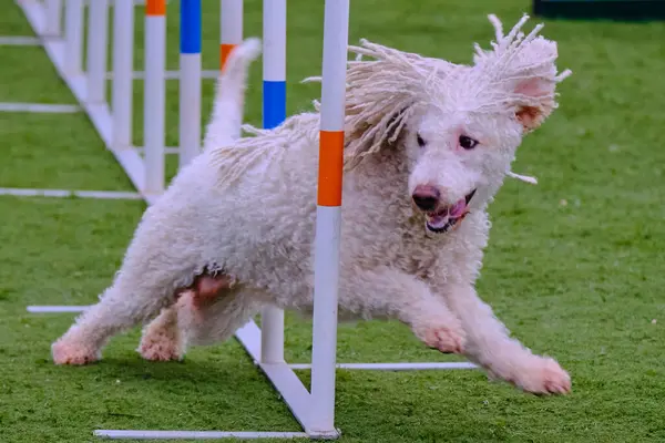 Beyaz toplu bir köpek. İspanyol Su Köpeği