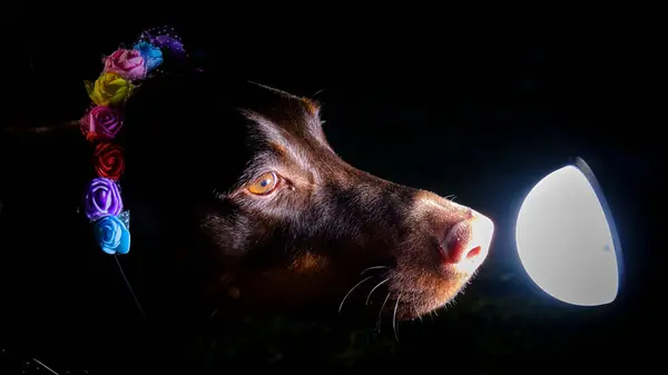 Işıktan bir çelenkle gecenin içinde bir köpek.