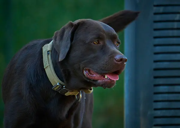 Güneşli bir öğleden sonra, sonbahar parkında şirin Labrador Retriever köpeğinin portresi