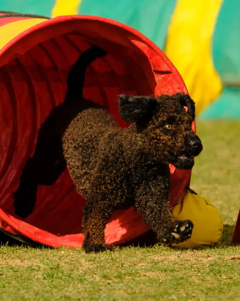 Köpek gösterisinde siyah köpek
